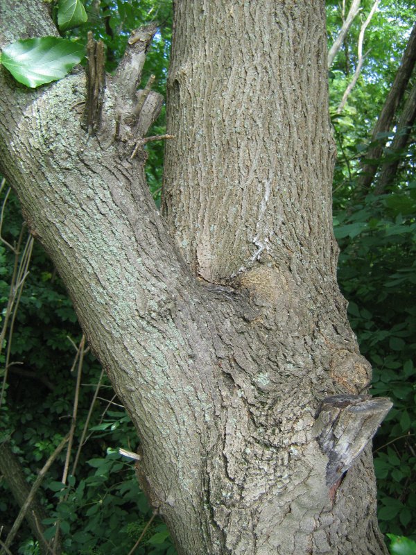 Morus alba / Gelso bianco